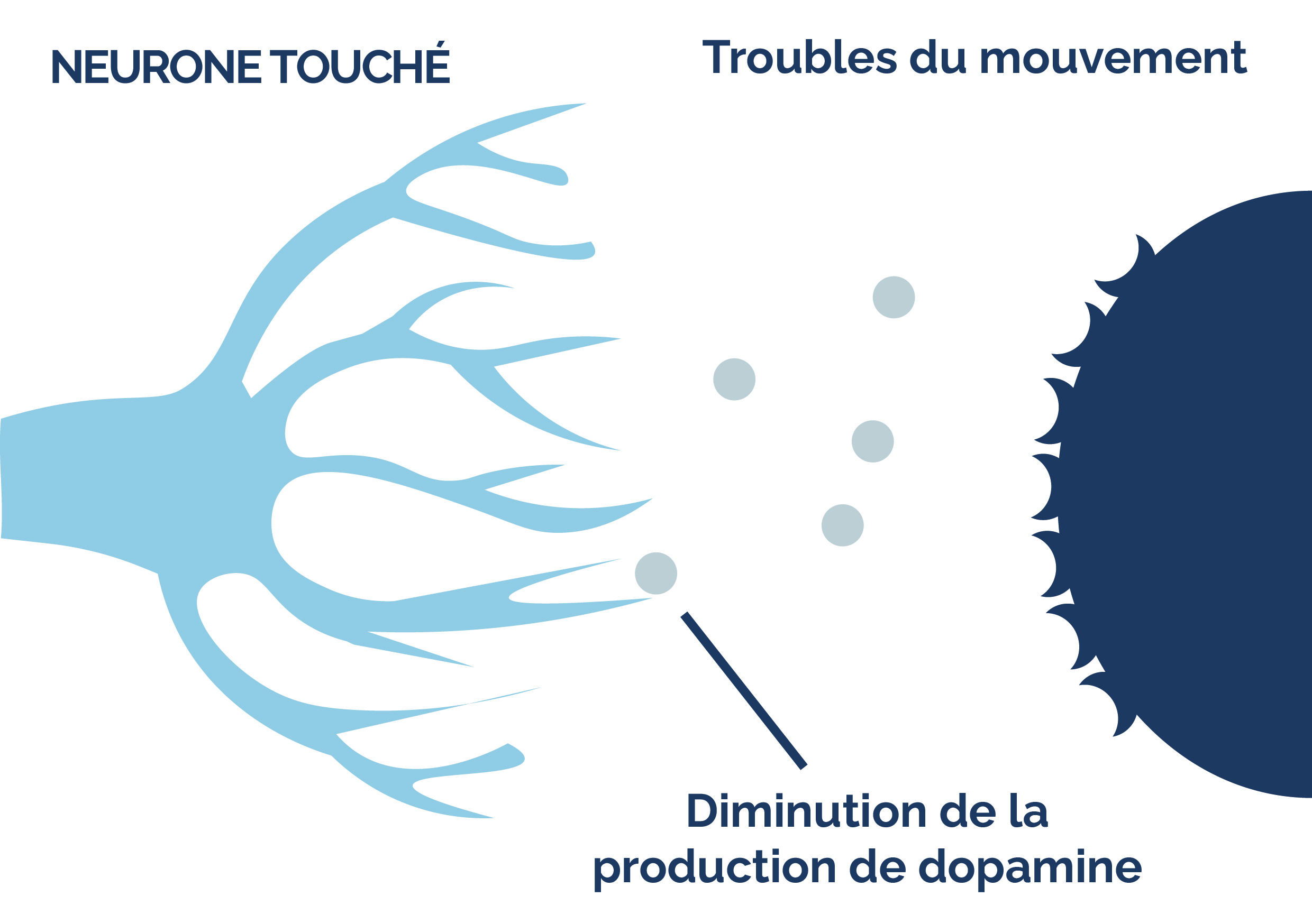 Schéma neurones-02